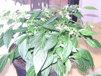Chinese 5 Color.webp