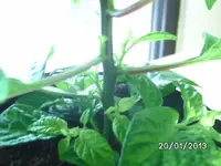 Stamm Fatalii White.webp