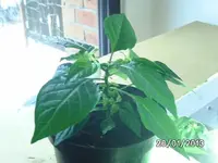 Habanero White.webp