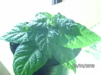 Vicentes Sweet Habanero.webp