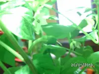 Beere Goria.webp