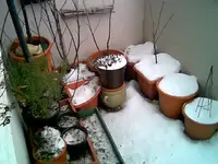 Winter 2013.webp