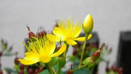 DSCN3493.webp