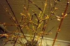 P1090023.webp