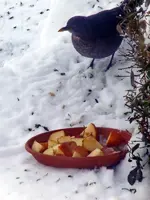 Amsel-Frau_783.webp