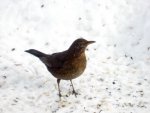 Amsel-Frau_793.JPG