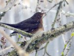 Amsel-Frau_786.JPG