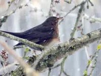 Amsel-Frau_786.webp