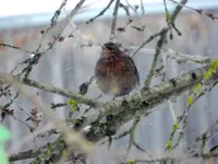 Amsel-Frau_789.webp