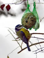 Blaumeise_680.webp