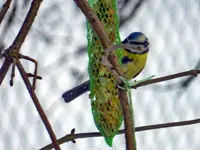 Blaumeise_693.webp