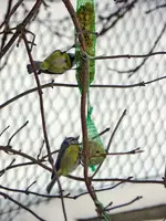 Blaumeise_700.webp