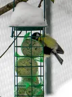 Kohlmeise_682.webp