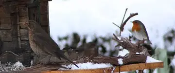 Amsel Rotkehlchen ++.webp