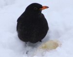 Amsel,die sieht mir zu.jpg