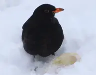 Amsel,die sieht mir zu.webp
