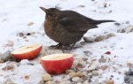 Amsel Blick nach oben +.jpg