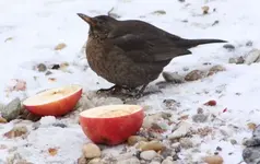 Amsel Blick nach oben +.webp