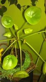 IMAG0380.webp