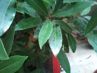 CameraZOOM-20130122134857547.webp