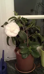 2013-01-15 07.21.04.webp