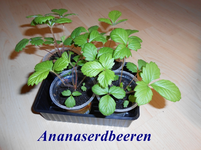 DSCN0130.webp