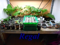DSCN0132.webp