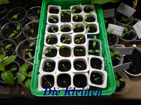 DSCN0133.webp