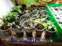 DSCN0134.webp