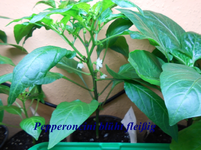 DSCN0137.webp