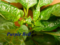 DSCN0138.webp