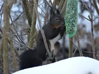 Eichhörnchen1.webp