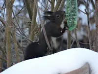 Eichhörnchen2.webp