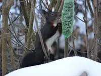 Eichhörnchen3.webp