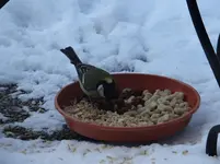 Vogelteller.webp