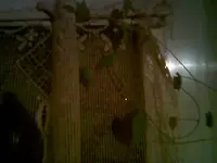 gadine mit gurke.webp