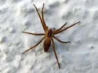 Spinne_710.webp