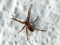 Spinne_711.webp