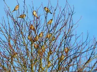 Spatz_7123.webp
