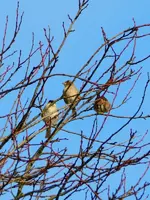 Spatz_7124.webp
