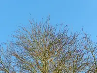 Spatz_7016.webp