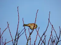 Spatz_7127.webp