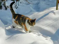 Mieze_696.webp