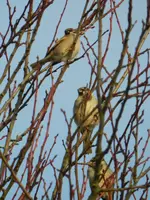 Spatz_7126.webp
