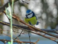Blaumeise_949.webp