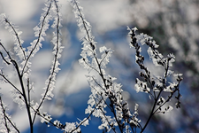 Eiskristalle auf einem Zweig_640.webp