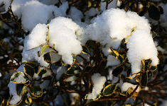 panaschierter Ilex_600.webp