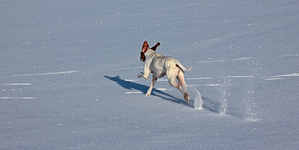 India auf unberührtem Schnee_640.webp