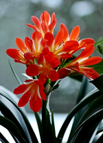 Clivia blüht weiter_400.webp