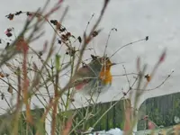 Rotkehlchen_7164.webp